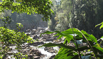 Sinharaja Forest Reserve