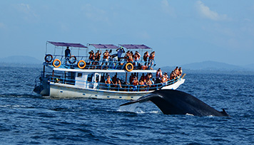 Whale Watching in Mirissa